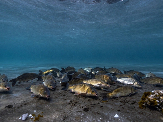 Как рыбы спят зимой: что происходит под льдом и почему это важно для рыбалки